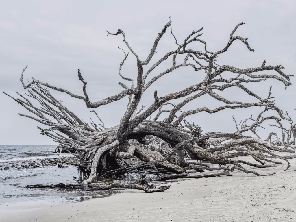 Driftwood Beach landscape at Jekyll Island, Georgia, with weathered fallen trees on coastal sand